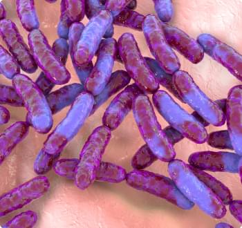 L Casei Bacteria.