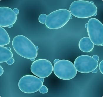 Saccharomyces Boulardii.