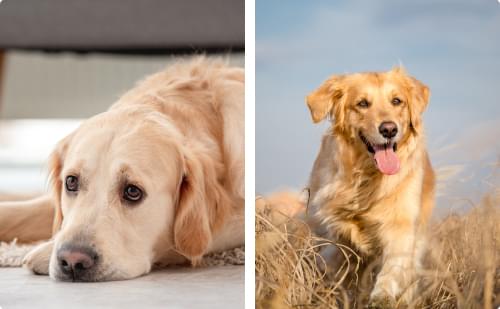Two Golden Retrievers.
